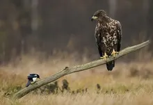 nature animals eagles birds 1920x1200 wallpaper Art HD Wallpaper